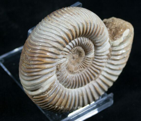 Perisphinctes Ammonite - Jurassic #7379